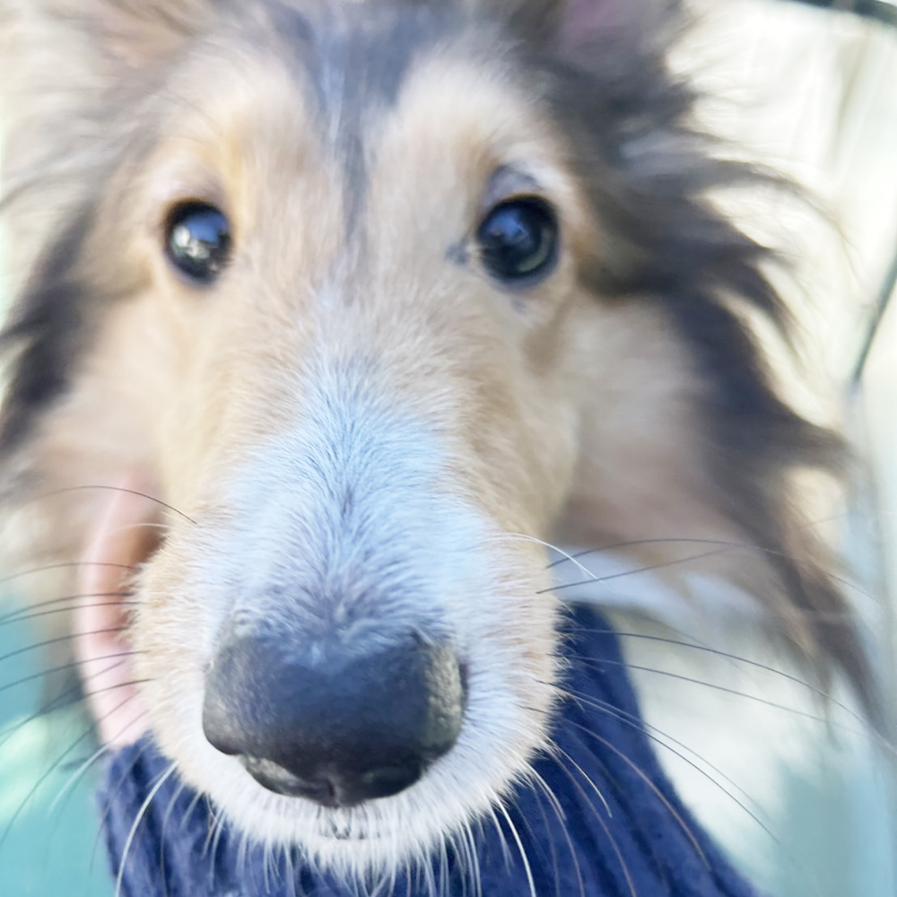 生徒が撮影したモデル犬♪①